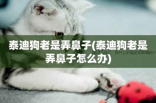 泰迪狗老是弄鼻子(泰迪狗老是弄鼻子怎么辦)