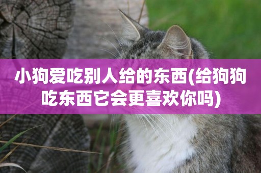 小狗愛吃別人給的東西(給狗狗吃東西它會更喜歡你嗎)