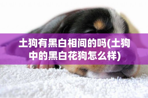 土狗有黑白相間的嗎(土狗中的黑白花狗怎么樣)