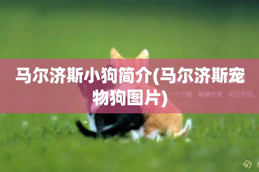 馬爾濟斯小狗簡介(馬爾濟斯寵物狗圖片)