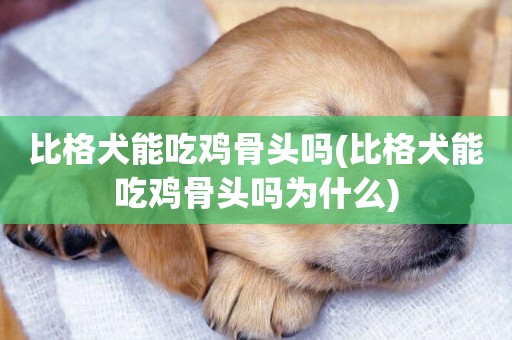 比格犬能吃雞骨頭嗎(比格犬能吃雞骨頭嗎為什么)