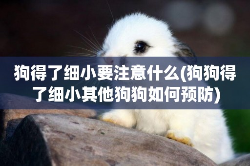狗得了細小要注意什么(狗狗得了細小其他狗狗如何預防)