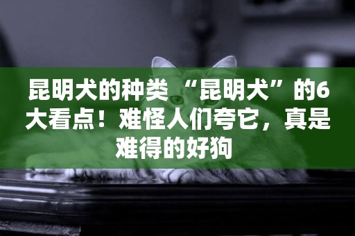 昆明犬的種類 “昆明犬”的6大看點！難怪人們夸它，真是難得的好狗 