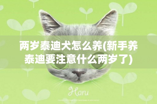兩歲泰迪犬怎么養(新手養泰迪要注意什么兩歲了)