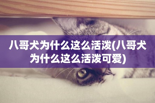 八哥犬為什么這么活潑(八哥犬為什么這么活潑可愛)