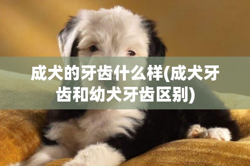 成犬的牙齒什么樣(成犬牙齒和幼犬牙齒區別)