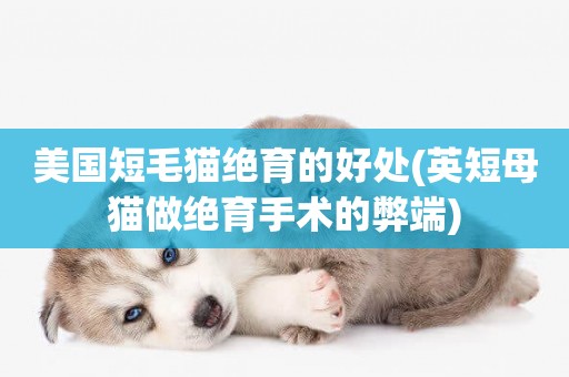 美國短毛貓絕育的好處(英短母貓做絕育手術的弊端)