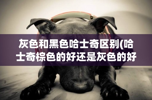 灰色和黑色哈士奇區別(哈士奇棕色的好還是灰色的好)