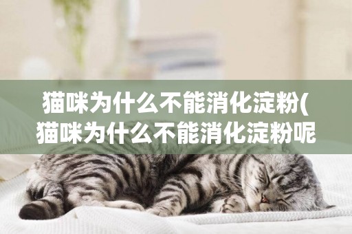 貓咪為什么不能消化淀粉(貓咪為什么不能消化淀粉呢)