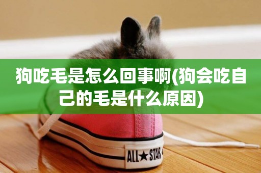 狗吃毛是怎么回事啊(狗會吃自己的毛是什么原因)