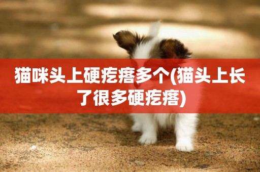 貓咪頭上硬疙瘩多個(貓頭上長了很多硬疙瘩)