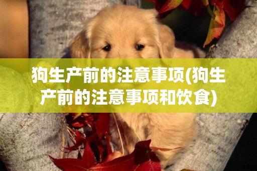 狗生產前的注意事項(狗生產前的注意事項和飲食)