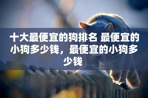 十大最便宜的狗排名 最便宜的小狗多少錢，最便宜的小狗多少錢 