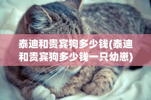 泰迪和貴賓狗多少錢(泰迪和貴賓狗多少錢一只幼崽)