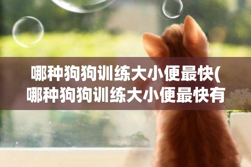 哪種狗狗訓練大小便最快(哪種狗狗訓練大小便最快有效)