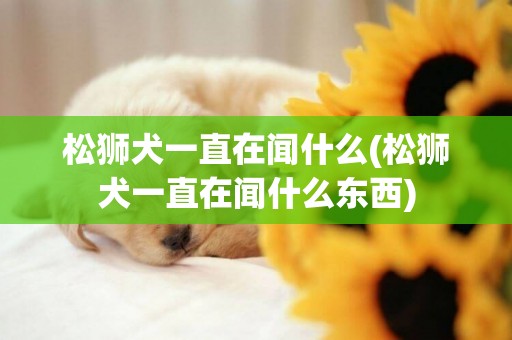 松獅犬一直在聞什么(松獅犬一直在聞什么東西)