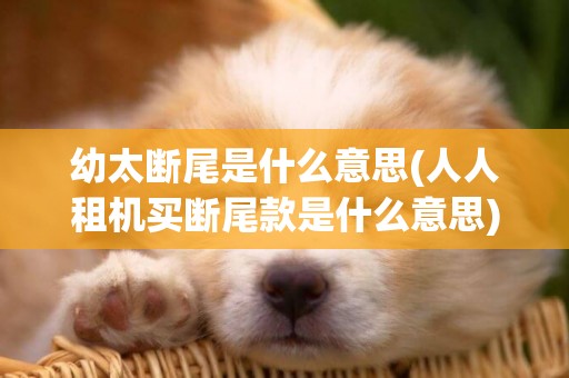 幼太斷尾是什么意思(人人租機買斷尾款是什么意思)