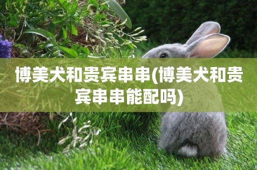 博美犬和貴賓串串(博美犬和貴賓串串能配嗎)