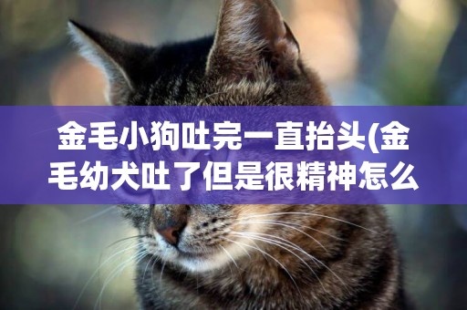 金毛小狗吐完一直抬頭(金毛幼犬吐了但是很精神怎么回事)
