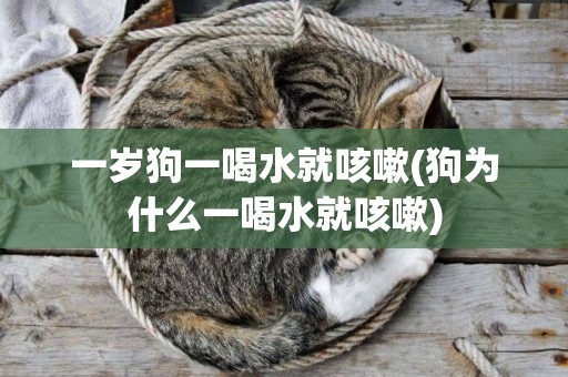 一歲狗一喝水就咳嗽(狗為什么一喝水就咳嗽)