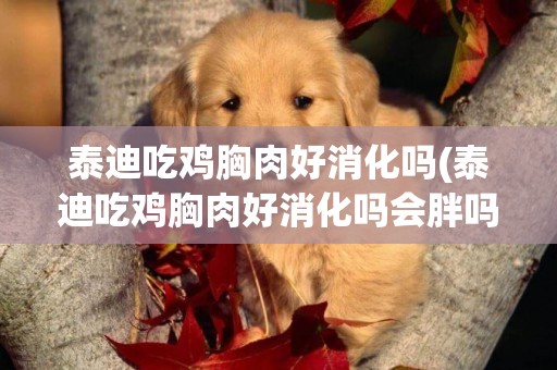 泰迪吃雞胸肉好消化嗎(泰迪吃雞胸肉好消化嗎會胖嗎)