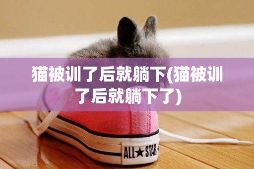 貓被訓了后就躺下(貓被訓了后就躺下了)