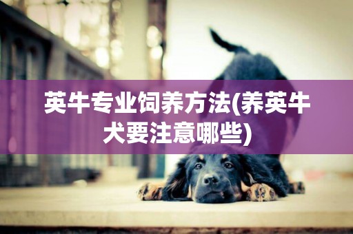英牛專業飼養方法(養英牛犬要注意哪些)