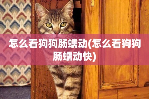 怎么看狗狗腸蠕動(怎么看狗狗腸蠕動快)