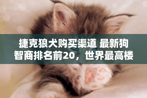 捷克狼犬購買渠道 最新狗智商排名前20，世界最高樓排名2021前20 