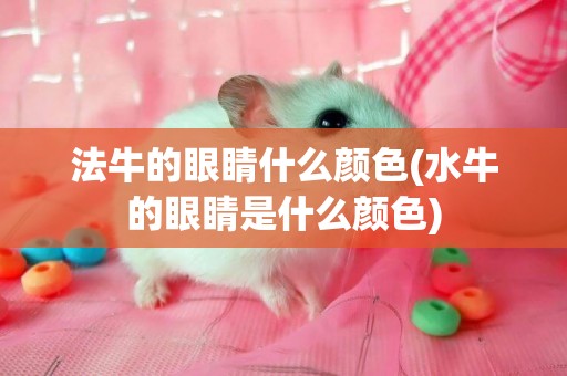 法牛的眼睛什么顏色(水牛的眼睛是什么顏色)