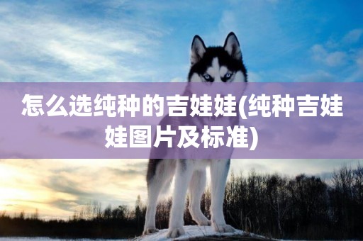 怎么選純種的吉娃娃(純種吉娃娃圖片及標準)