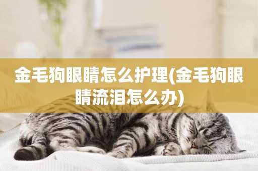 金毛狗眼睛怎么護理(金毛狗眼睛流淚怎么辦)
