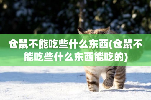 倉鼠不能吃些什么東西(倉鼠不能吃些什么東西能吃的)