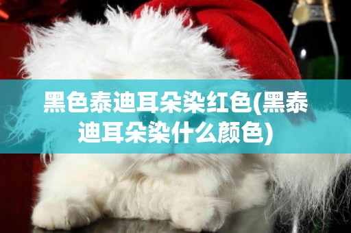 黑色泰迪耳朵染紅色(黑泰迪耳朵染什么顏色)