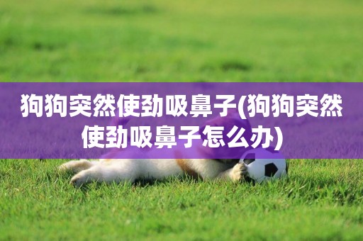 狗狗突然使勁吸鼻子(狗狗突然使勁吸鼻子怎么辦)