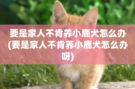 要是家人不肯養小鹿犬怎么辦(要是家人不肯養小鹿犬怎么辦呀)