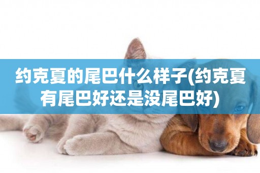 約克夏的尾巴什么樣子(約克夏有尾巴好還是沒尾巴好)