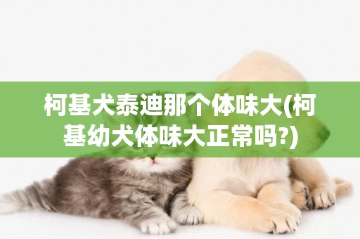 柯基犬泰迪那個體味大(柯基幼犬體味大正常嗎?)