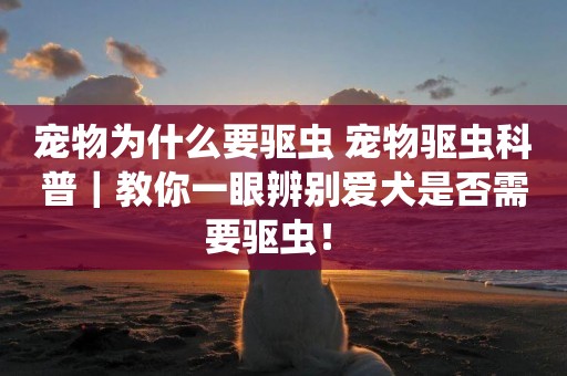 寵物為什么要驅蟲 寵物驅蟲科普｜教你一眼辨別愛犬是否需要驅蟲！ 