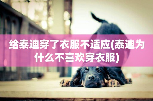給泰迪穿了衣服不適應(泰迪為什么不喜歡穿衣服)