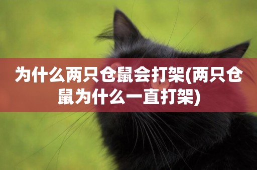 為什么兩只倉鼠會打架(兩只倉鼠為什么一直打架)