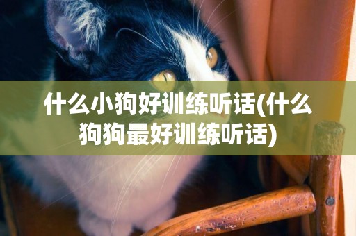 什么小狗好訓練聽話(什么狗狗最好訓練聽話)