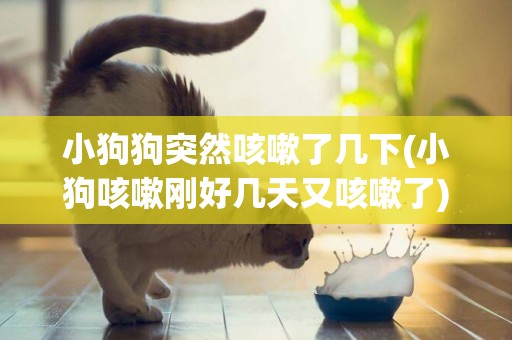 小狗狗突然咳嗽了幾下(小狗咳嗽剛好幾天又咳嗽了)