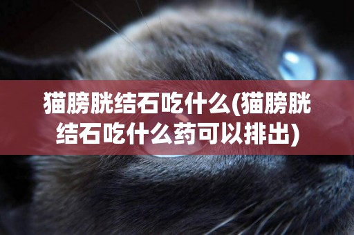 貓膀胱結石吃什么(貓膀胱結石吃什么藥可以排出)