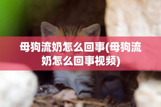 母狗流奶怎么回事(母狗流奶怎么回事視頻)