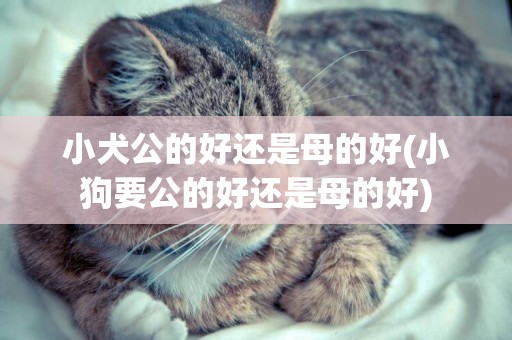 小犬公的好還是母的好(小狗要公的好還是母的好)