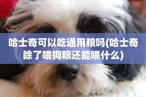 哈士奇可以吃通用糧嗎(哈士奇除了喂狗糧還能喂什么)