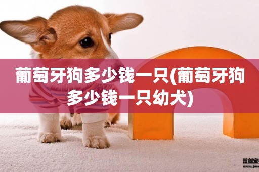 葡萄牙狗多少錢一只(葡萄牙狗多少錢一只幼犬)