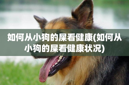 如何從小狗的屎看健康(如何從小狗的屎看健康狀況)