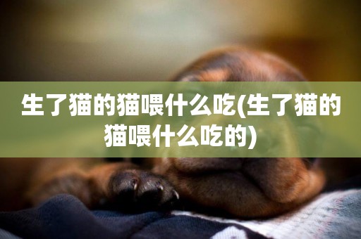 生了貓的貓喂什么吃(生了貓的貓喂什么吃的)